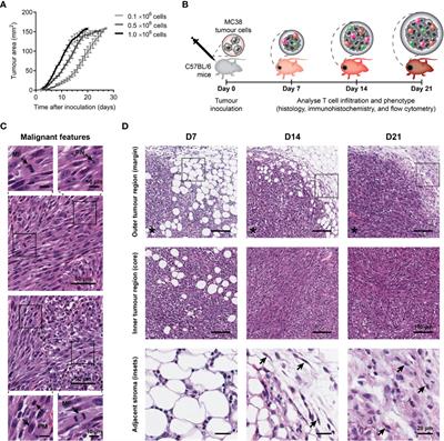 Late-stage MC38 tumours recapitulate features of human colorectal cancer – implications for appropriate timepoint selection in preclinical studies